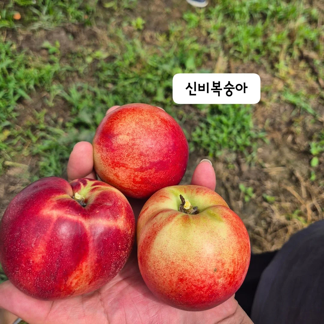 청보라빛 야생화 1