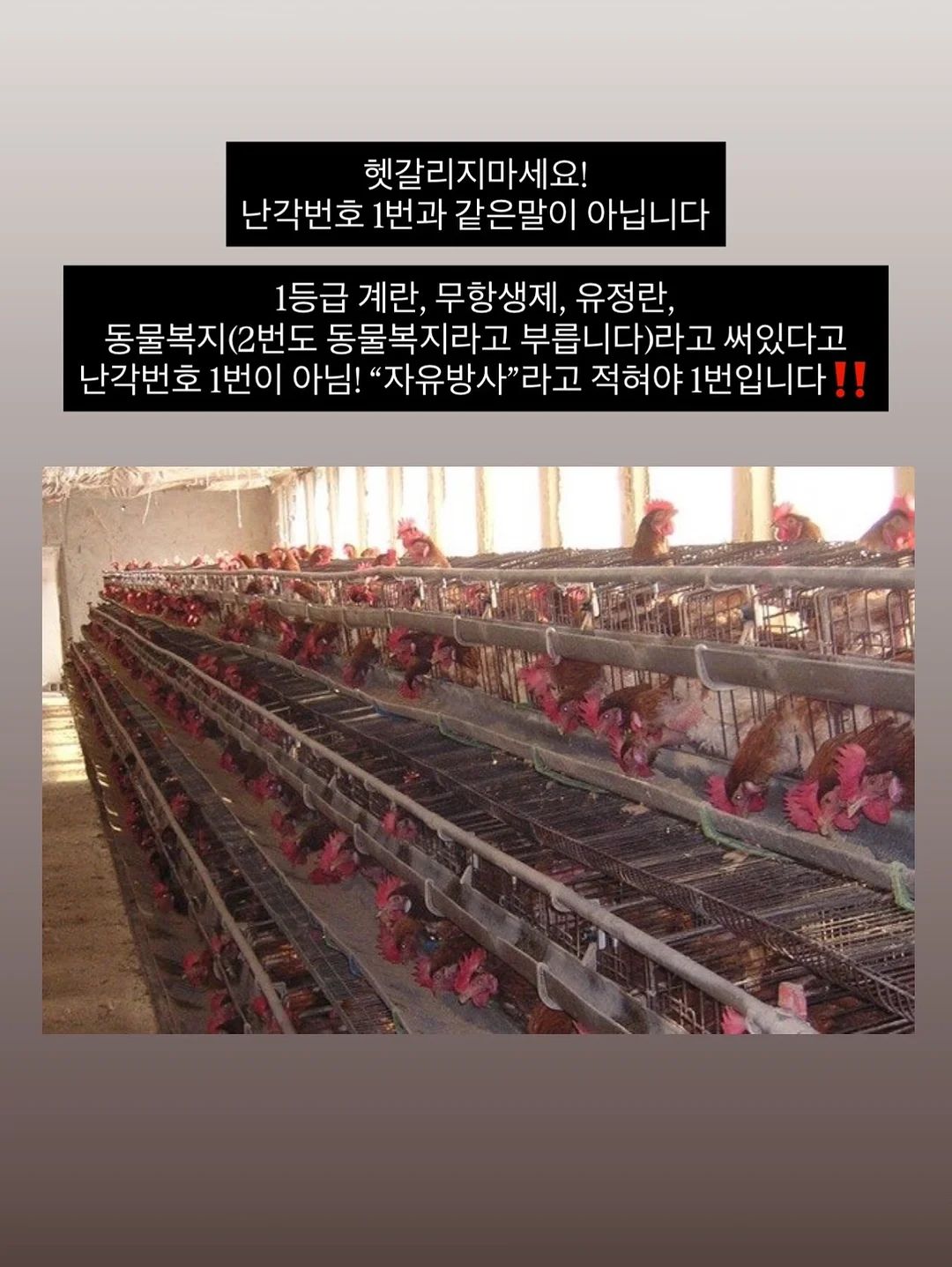 추억의 불량식품 피져 4