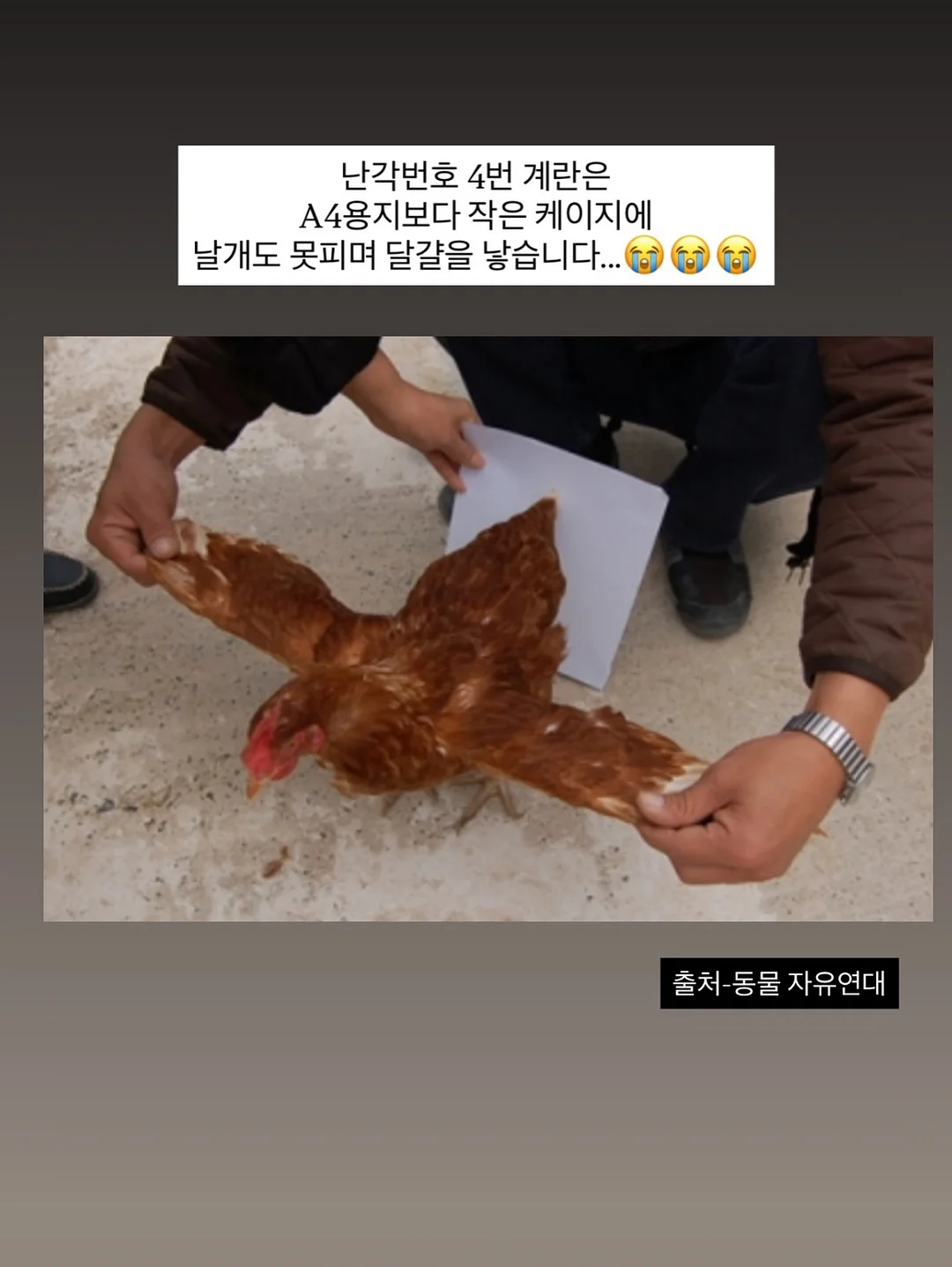 추억의 불량식품 피져 5