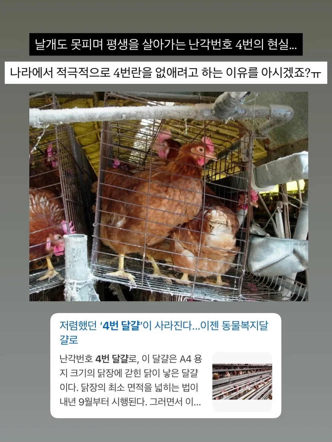 추억의 불량식품 피져 8