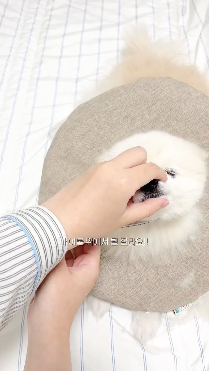 휴대용 치실 디스펜서