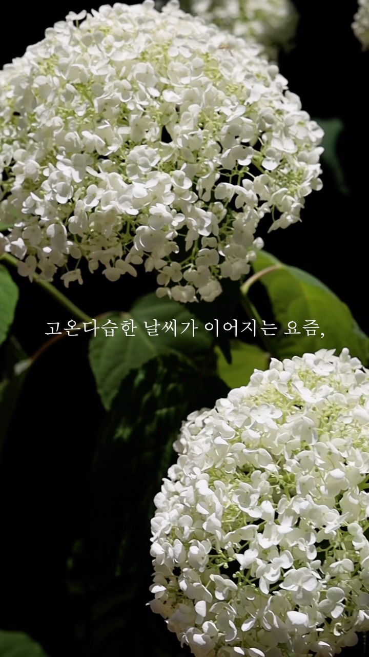 오마네 생들기름 캡슐