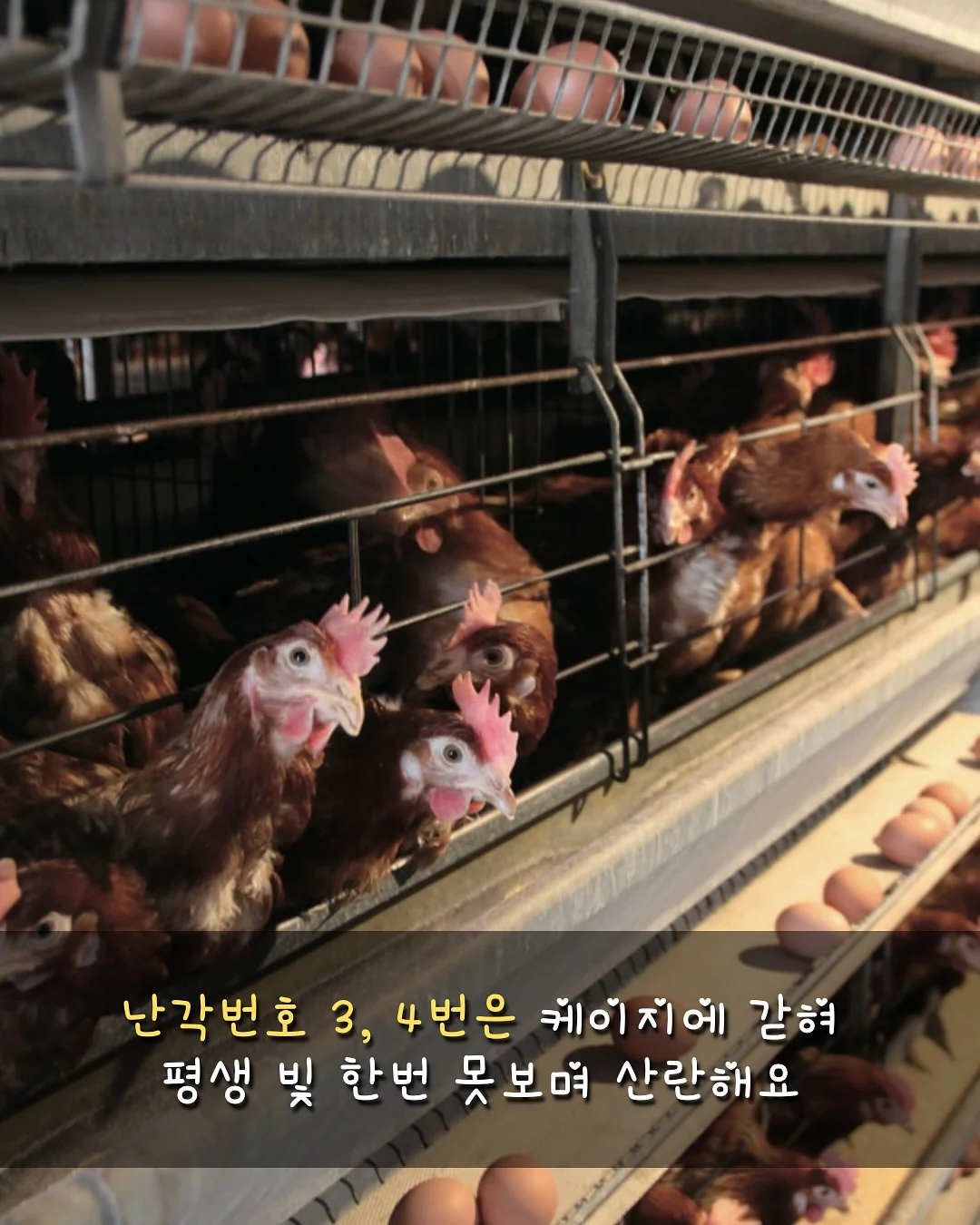 더말로지카 효소 파우더 2