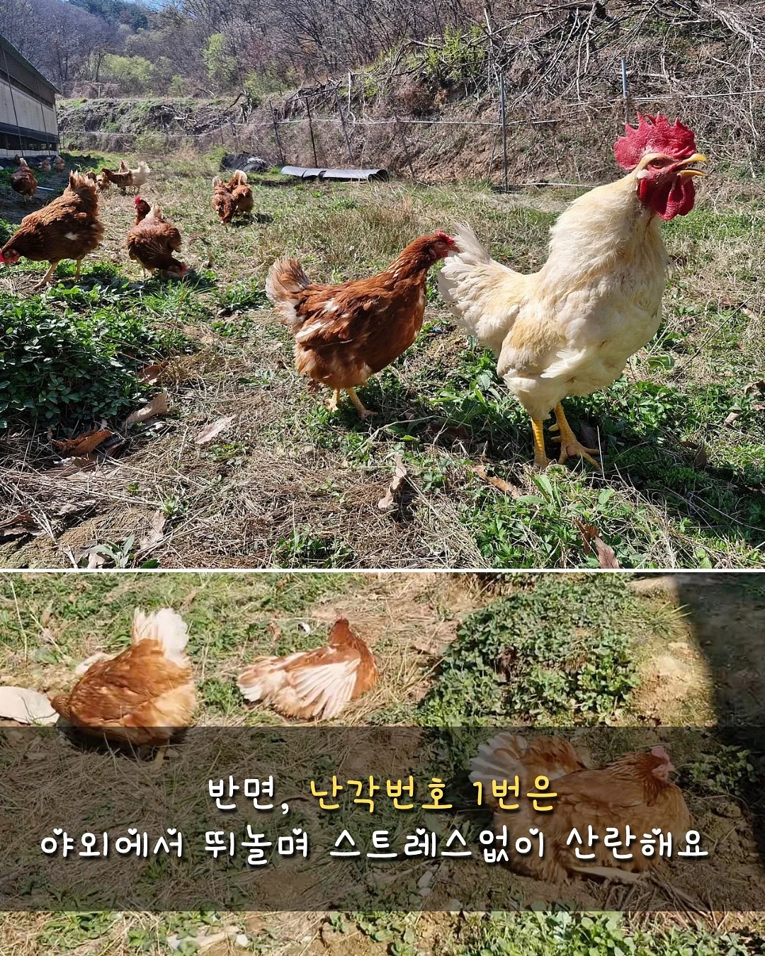 더말로지카 효소 파우더 3