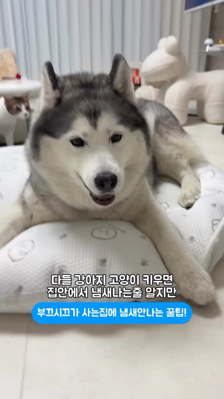 신비원장의 손상없는 결개선 매직