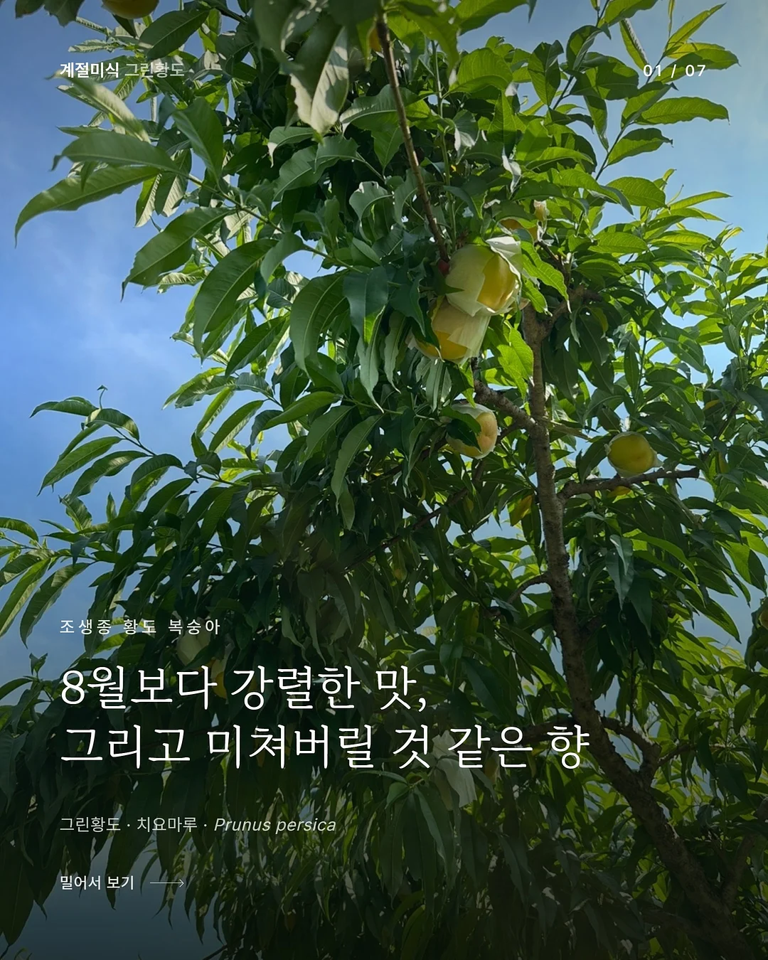 올림푸스 트립 35 딥그린 커스텀 1