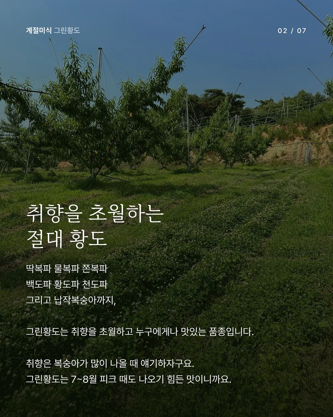 올림푸스 트립 35 딥그린 커스텀 2