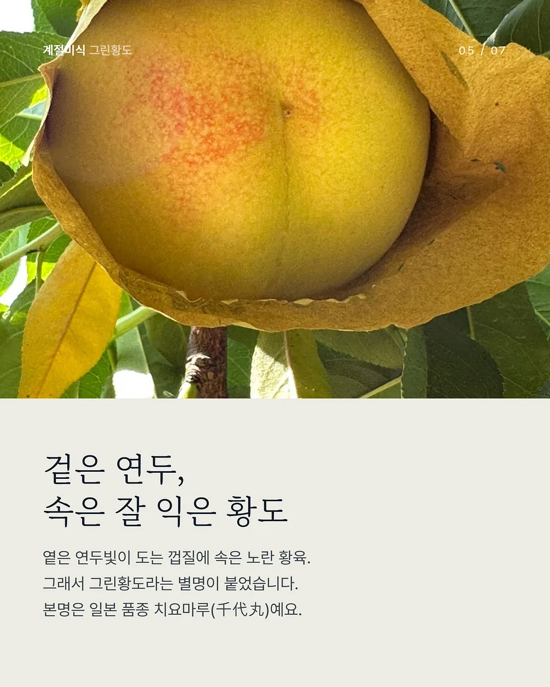 올림푸스 트립 35 딥그린 커스텀 5
