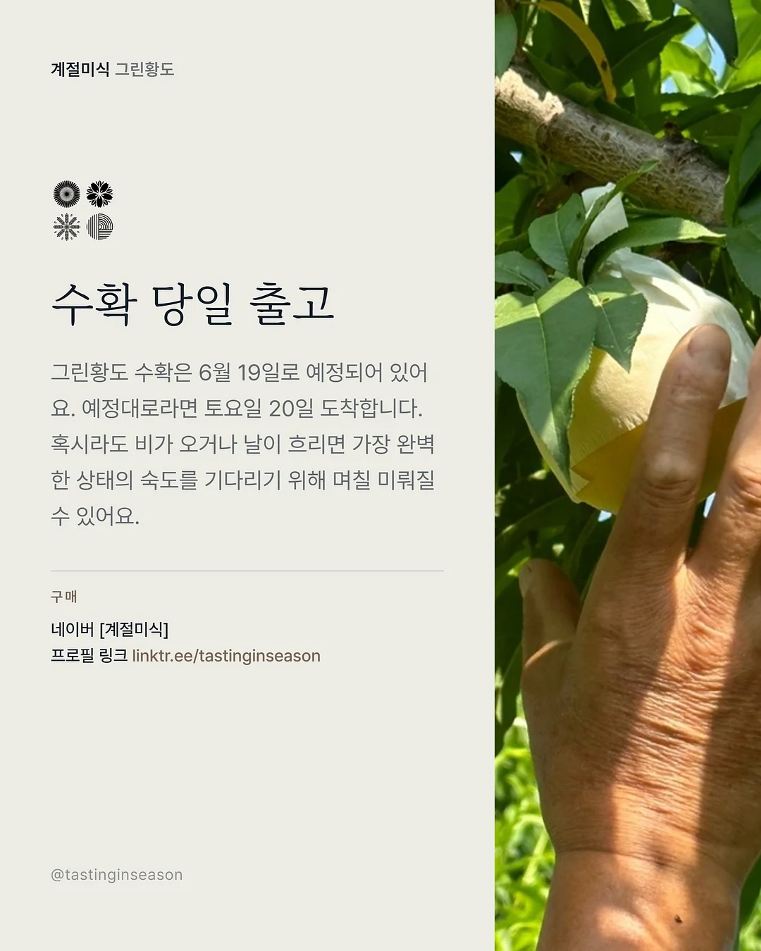 올림푸스 트립 35 딥그린 커스텀 7