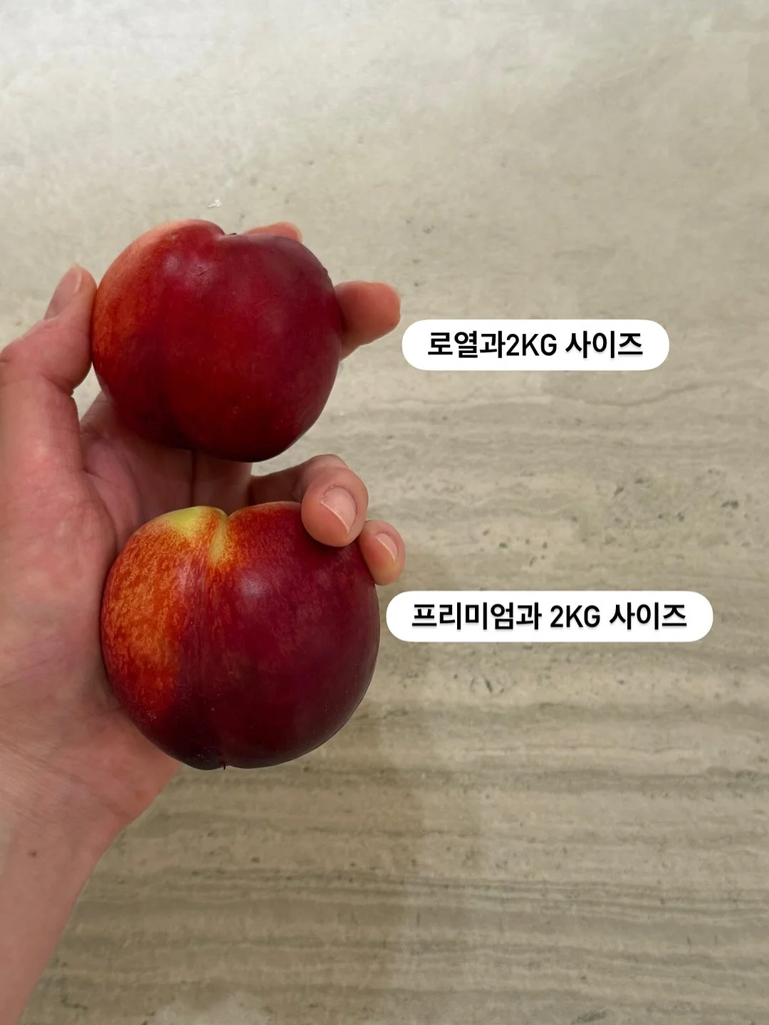 황도 9