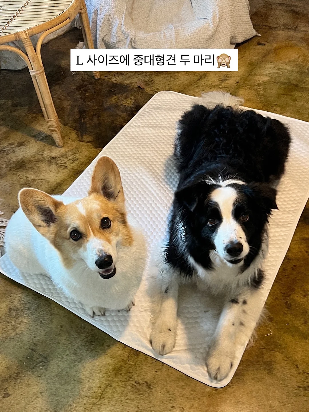 피스타치오 초코 크랙 쿠키 8