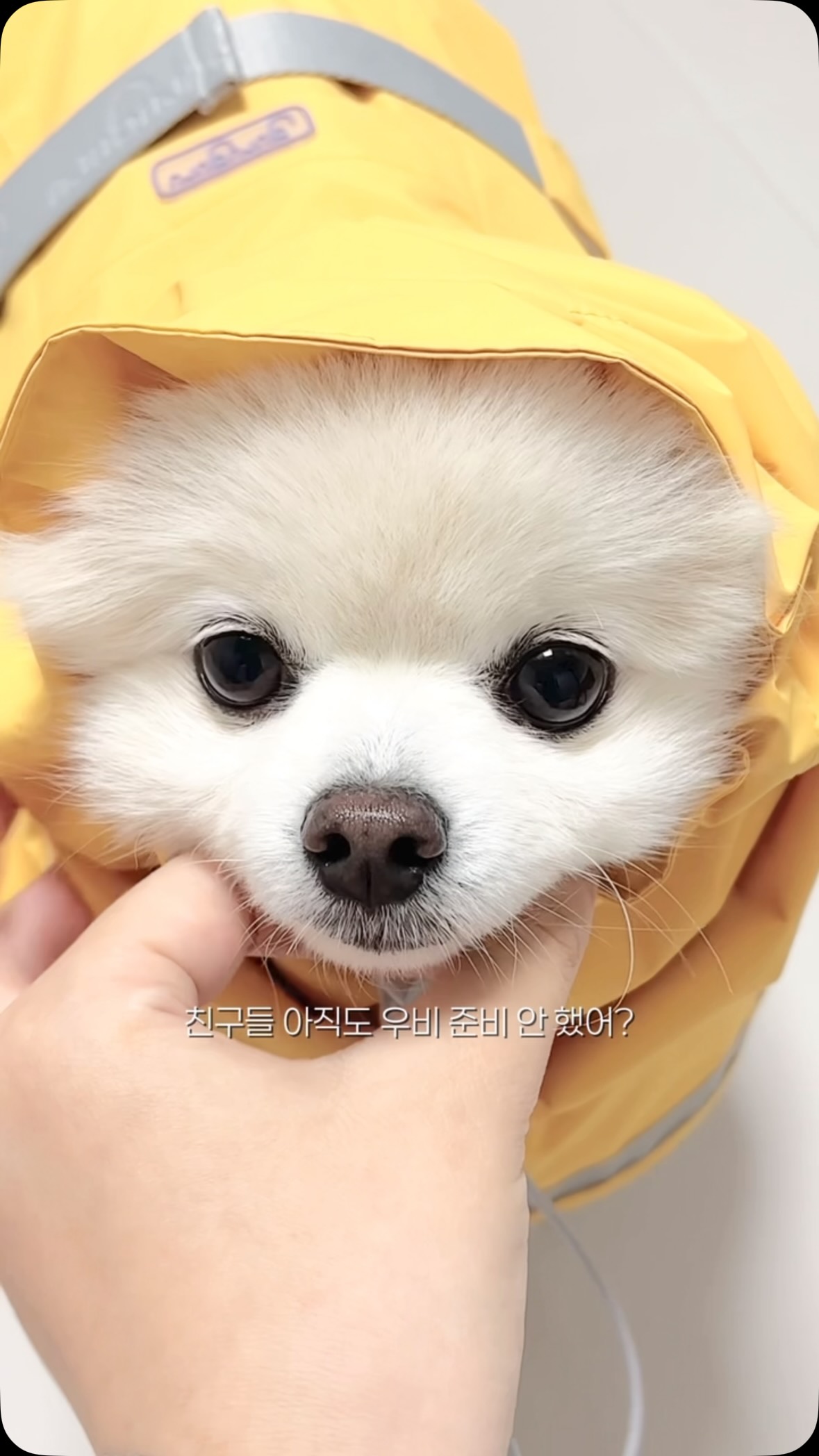 슬라이스 오징어