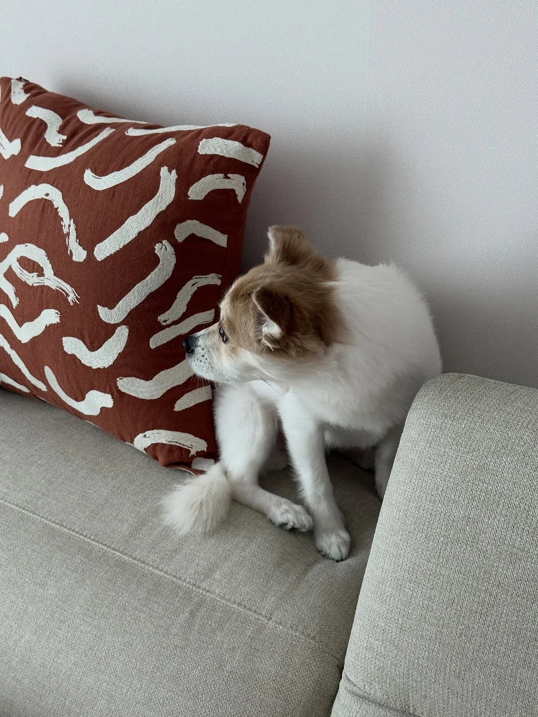오이감자칩 4