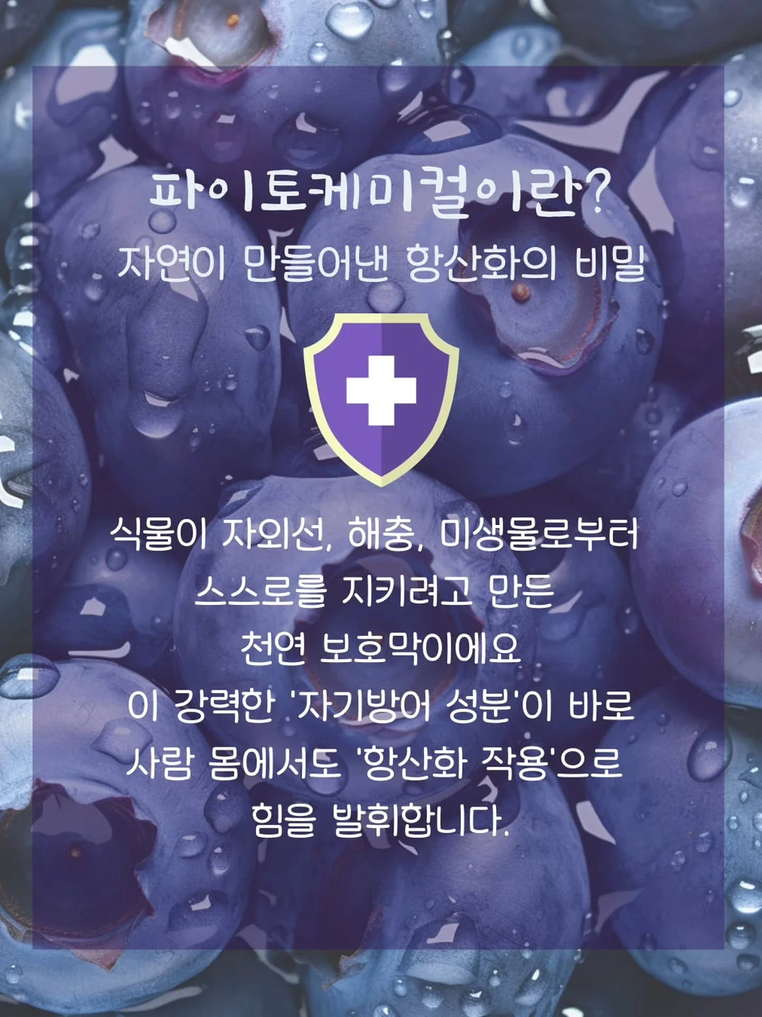 레브 블라우스 7