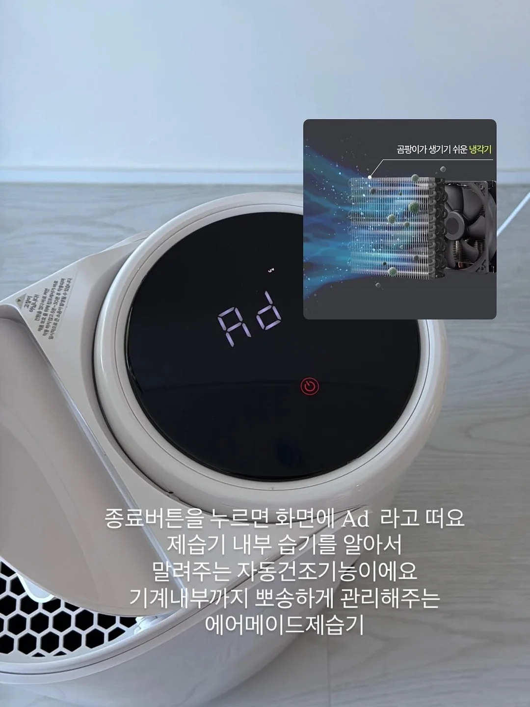 폴프랜즈 양말 6