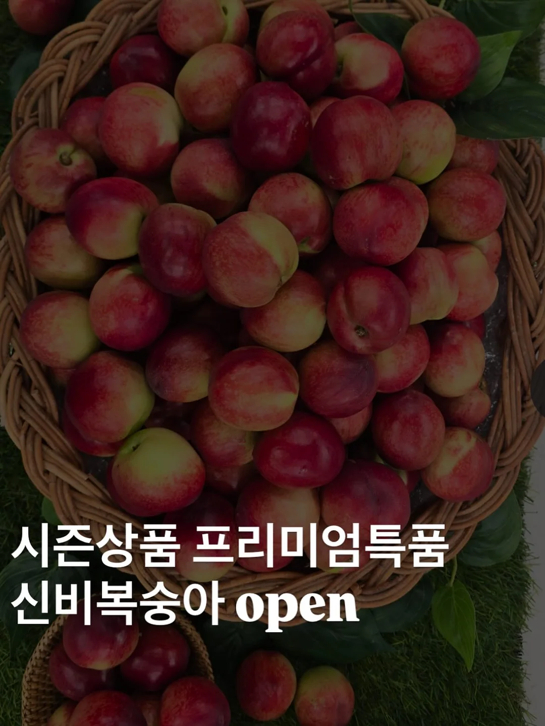 루꼴라 1kg 1