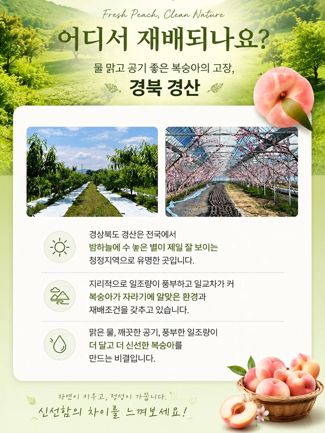 루꼴라 1kg 9
