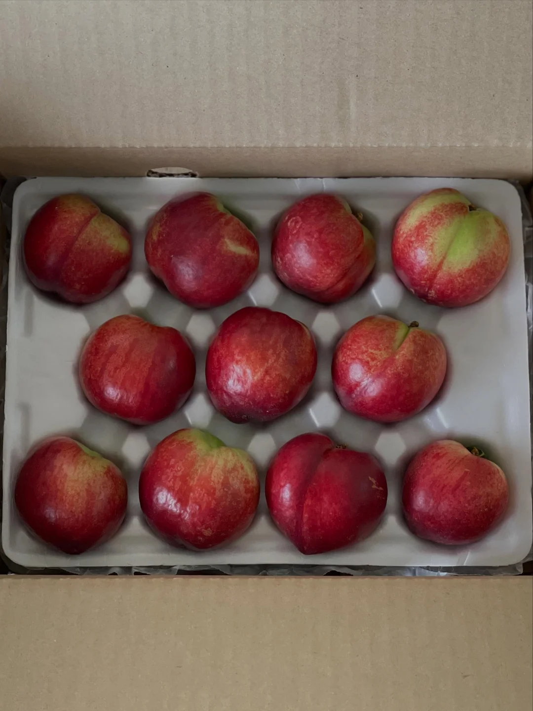 루꼴라 1kg 10