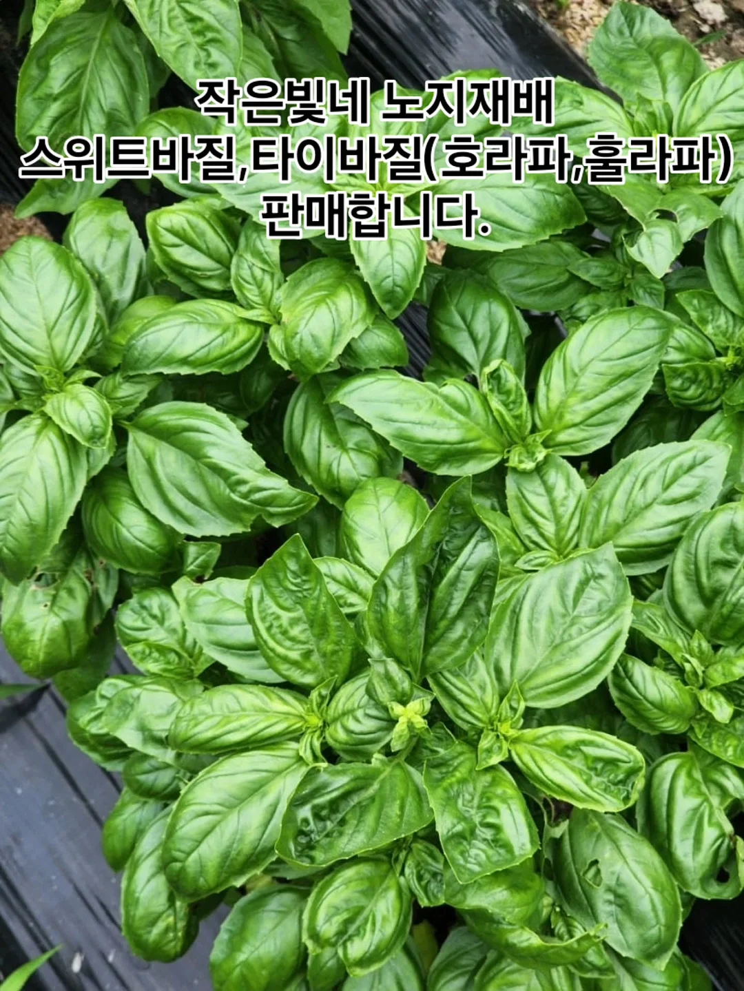 띠고리 파우치 1