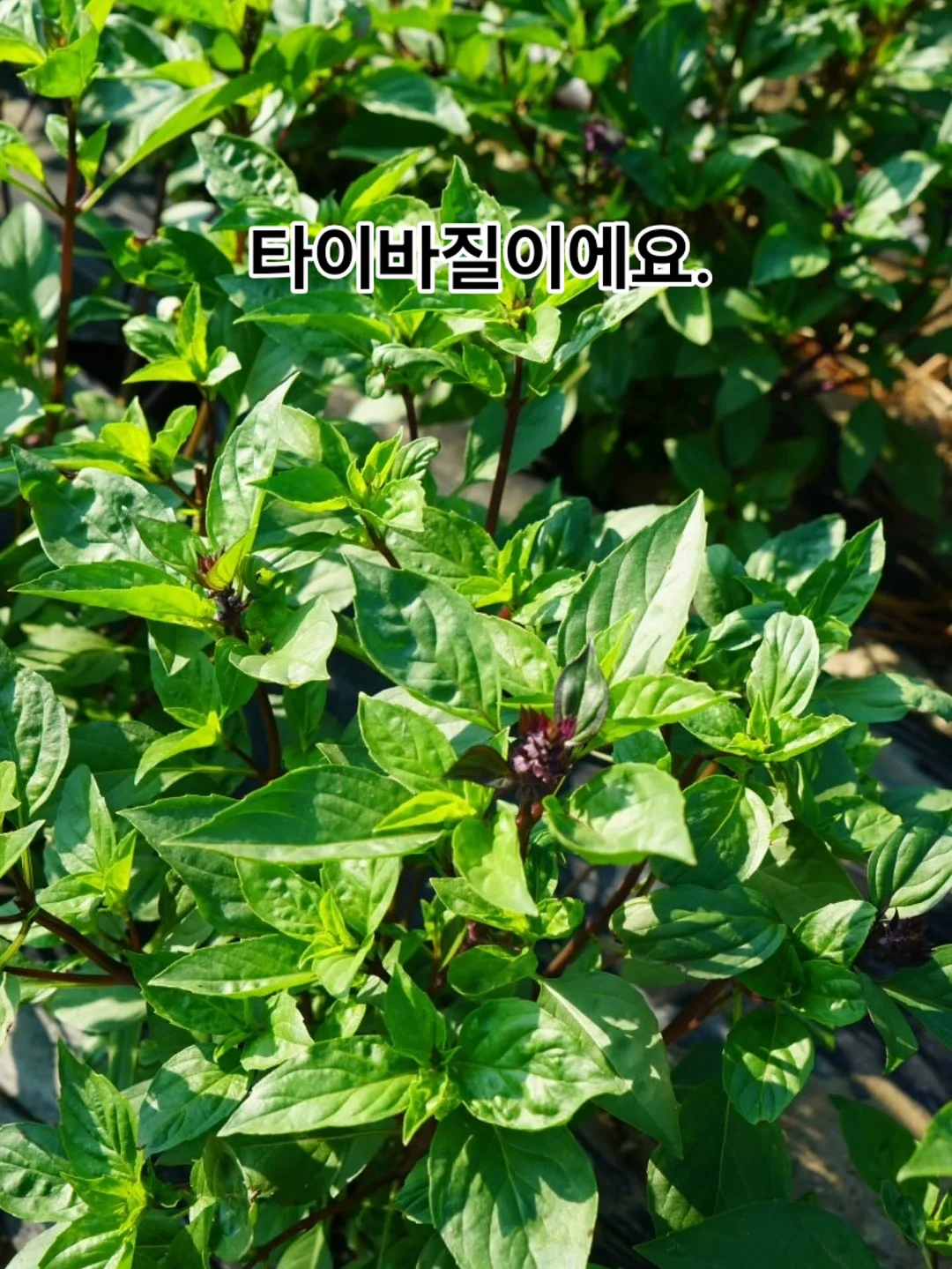 띠고리 파우치 14