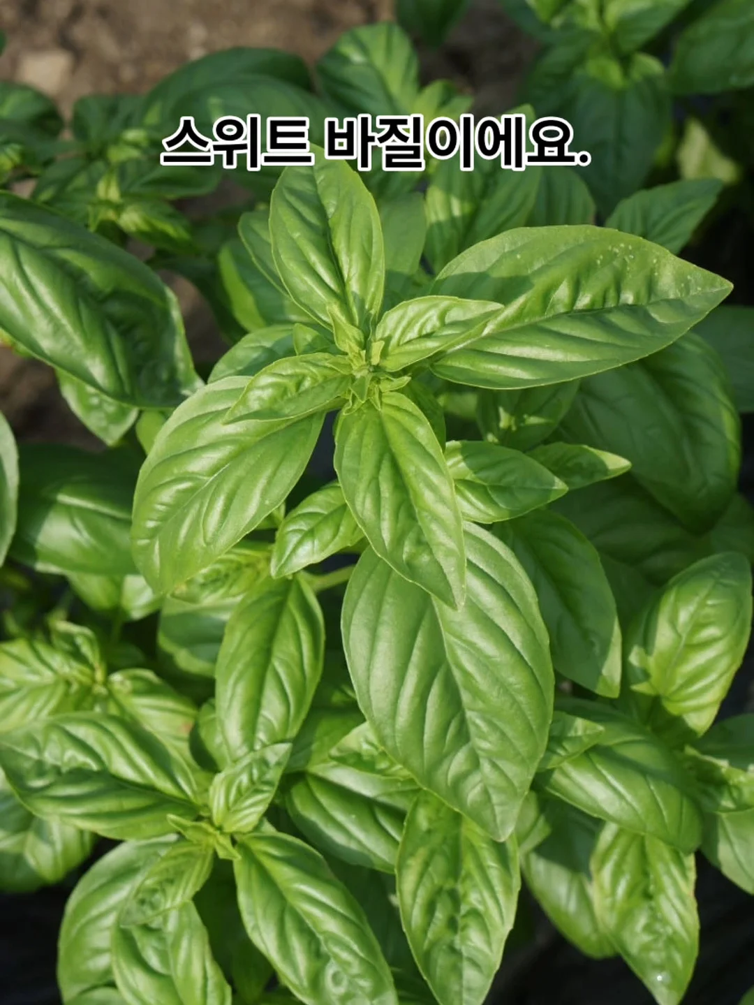 띠고리 파우치 2