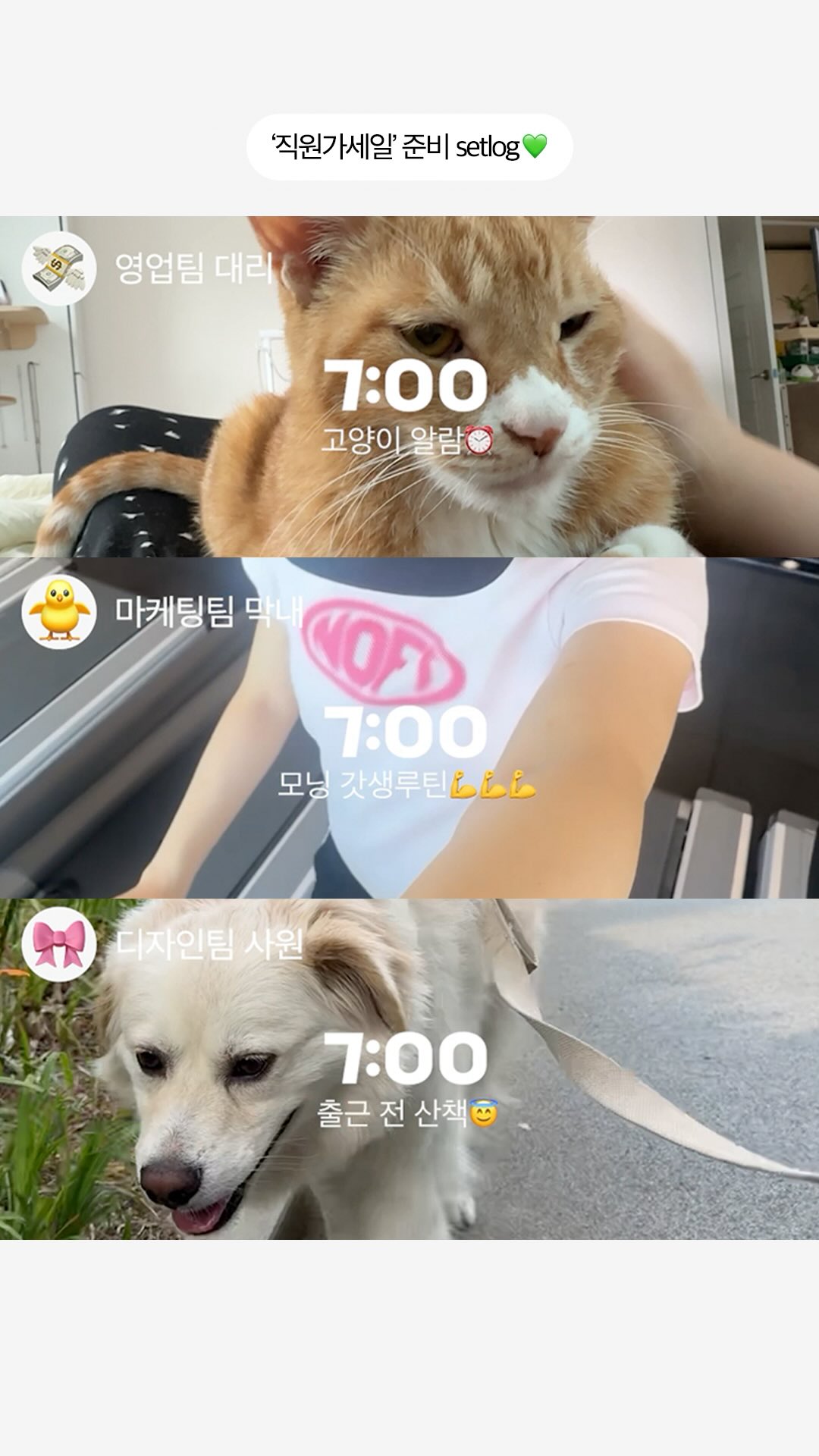 하귤따기 + 하귤청 체험