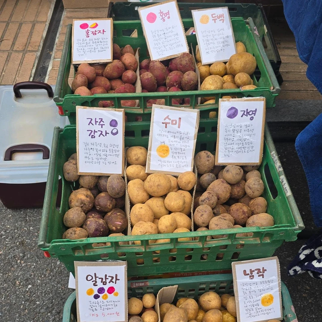 더블스커트 3