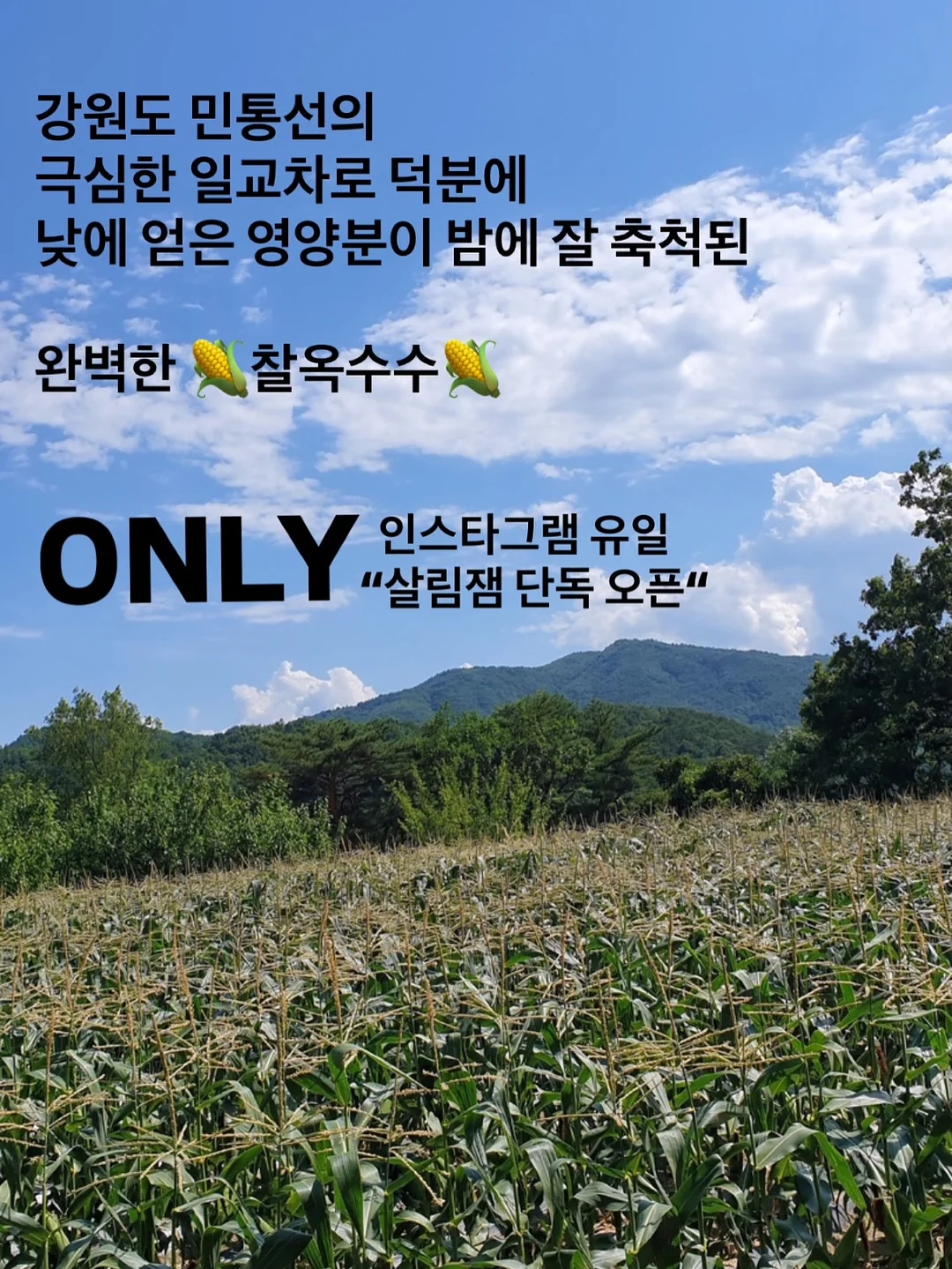 수납꿀템 12