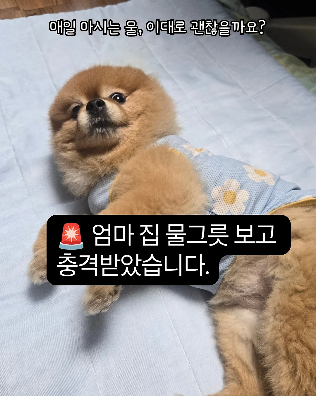 ECLL 메쉬이불 1