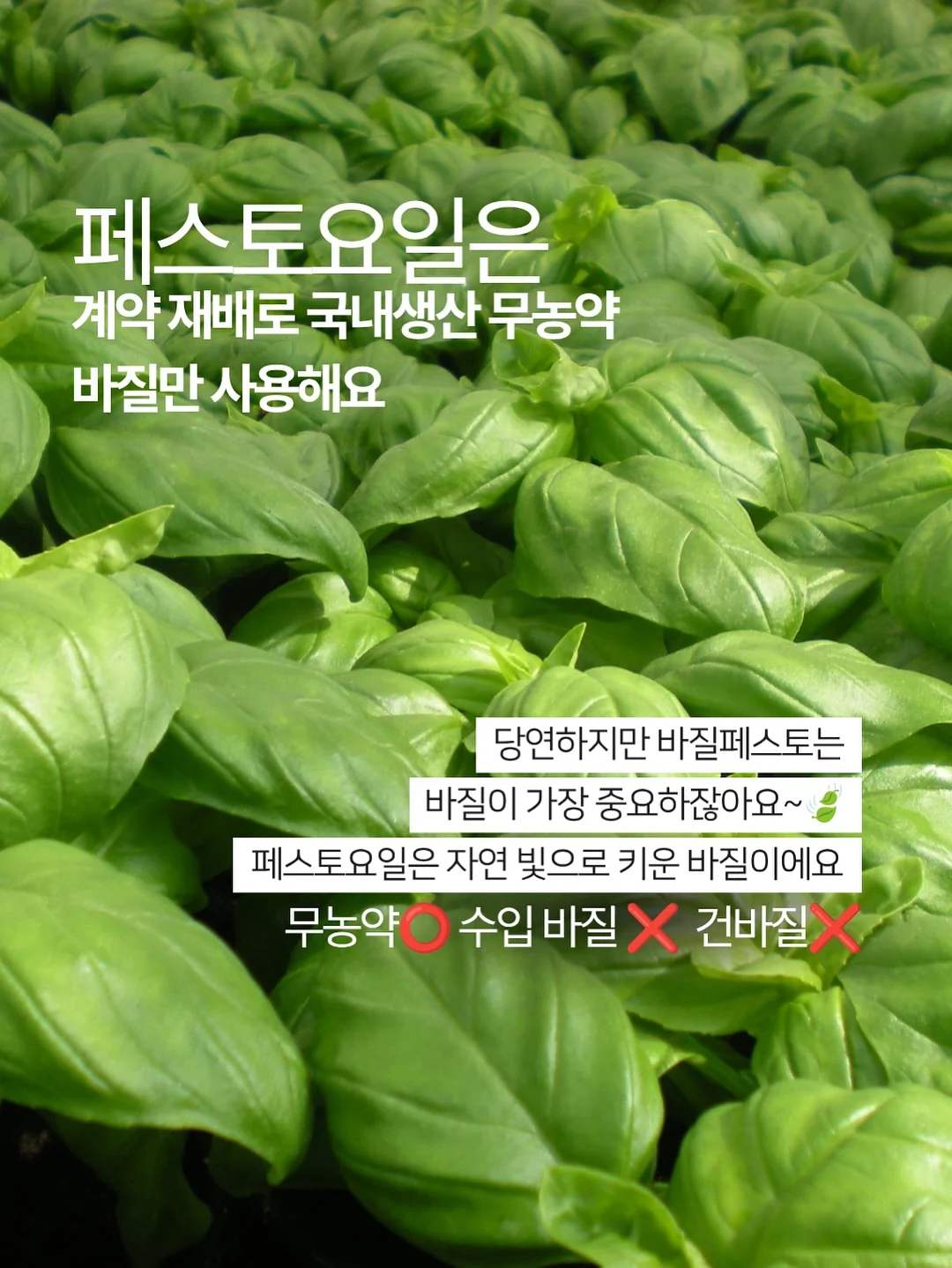 제리카 흰둥이팩 10