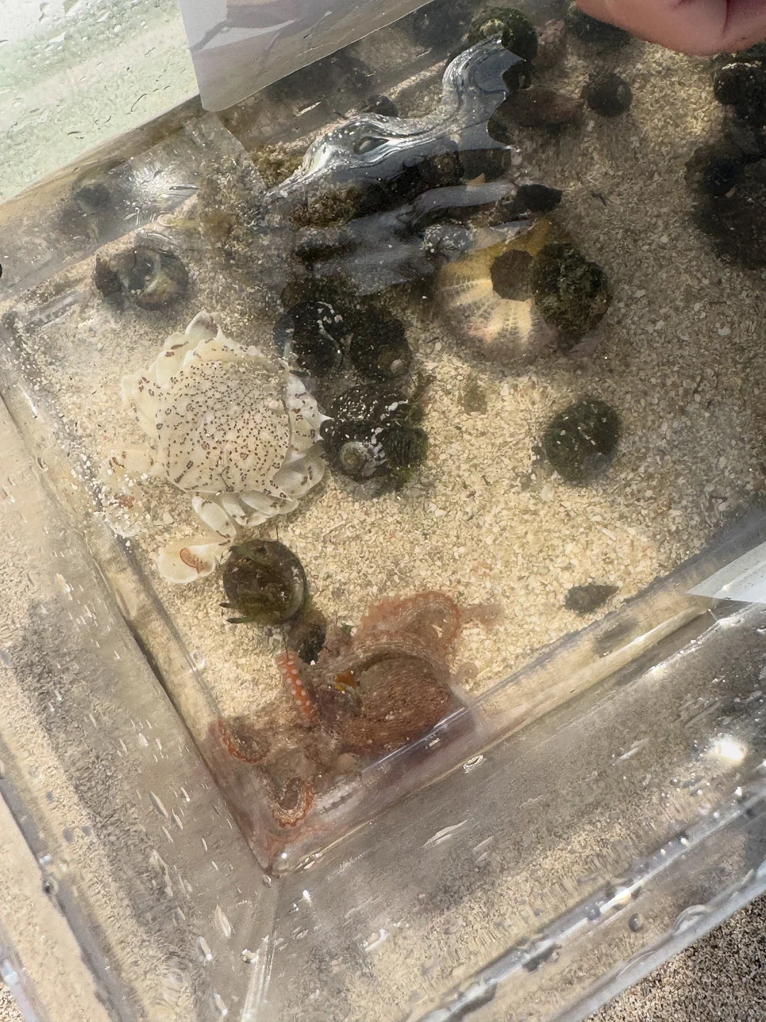 아디다스 셋업 5