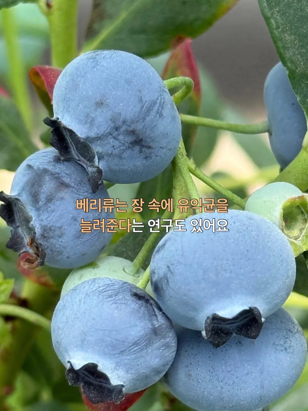 생화케이크 6