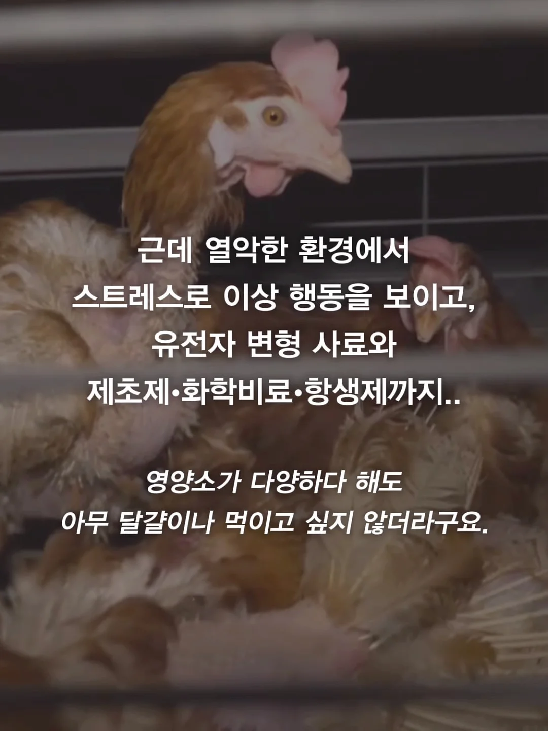 초고농축 바르는 비타민 캡슐 4