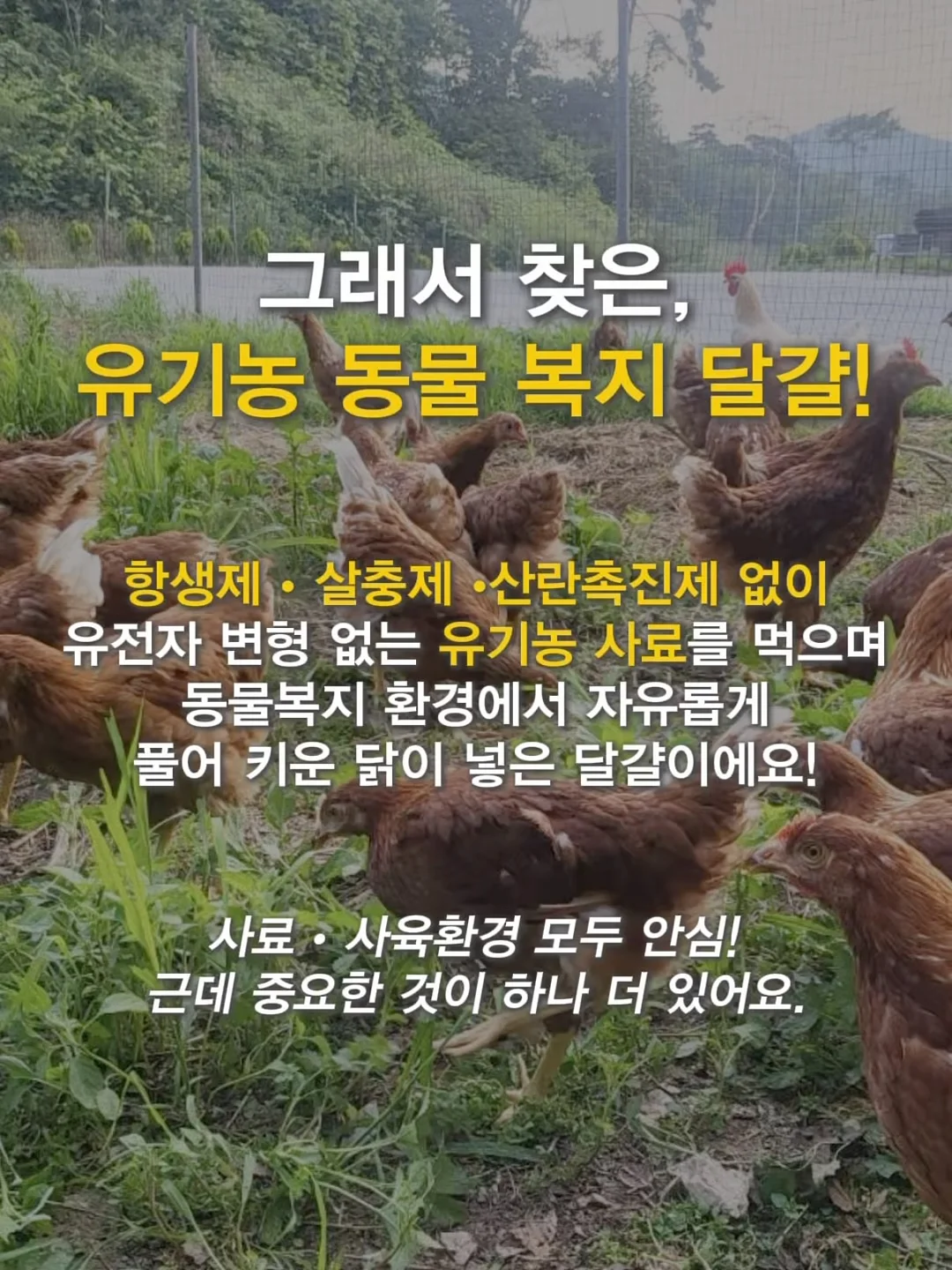 초고농축 바르는 비타민 캡슐 5
