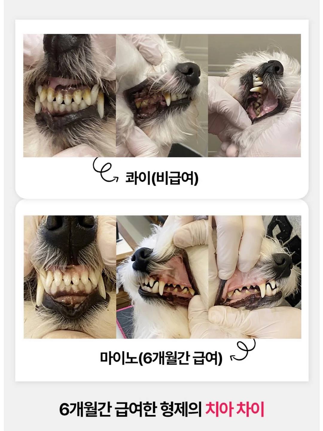 수제간식 창업반 클래스 6