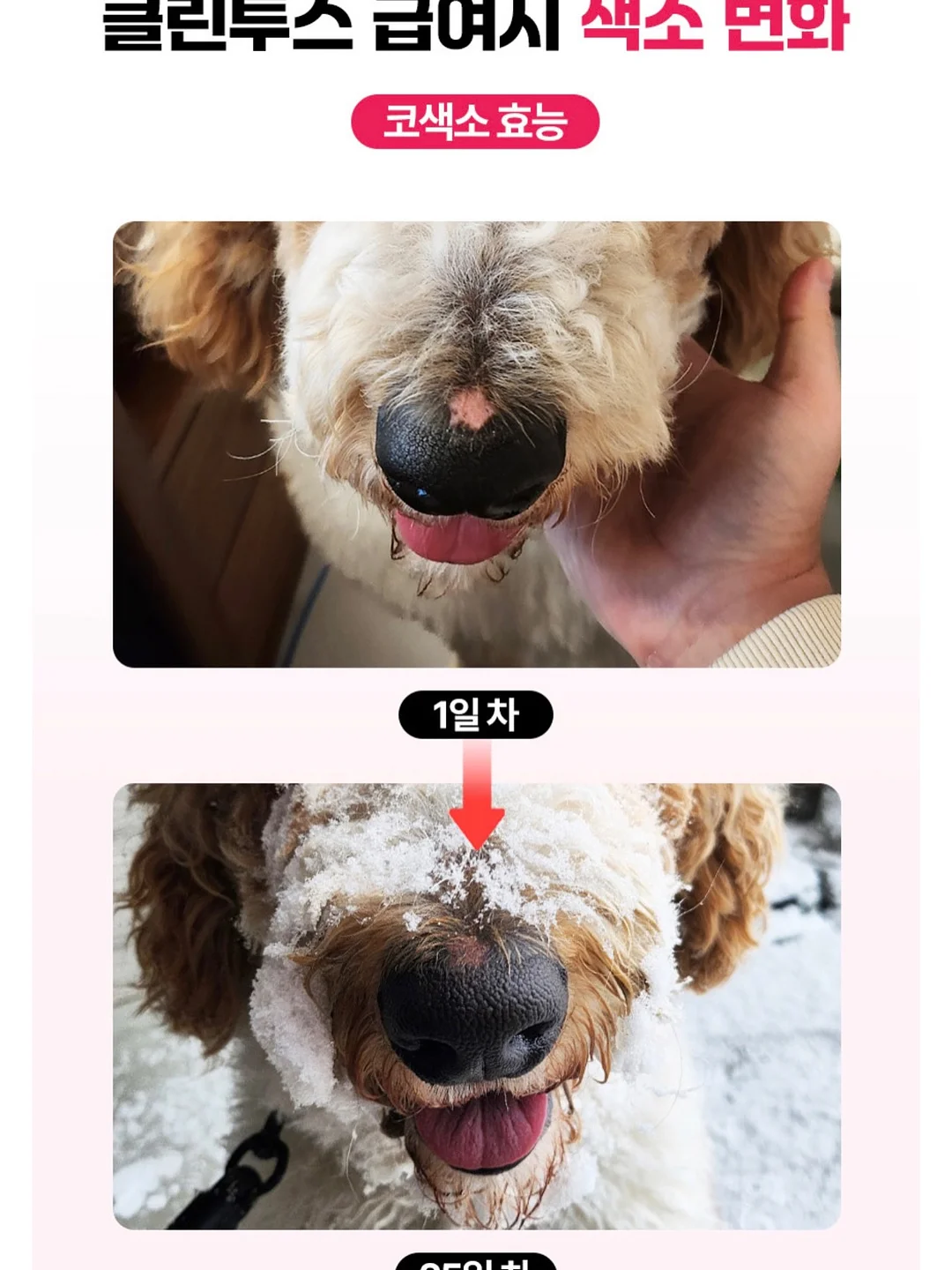 수제간식 창업반 클래스 7