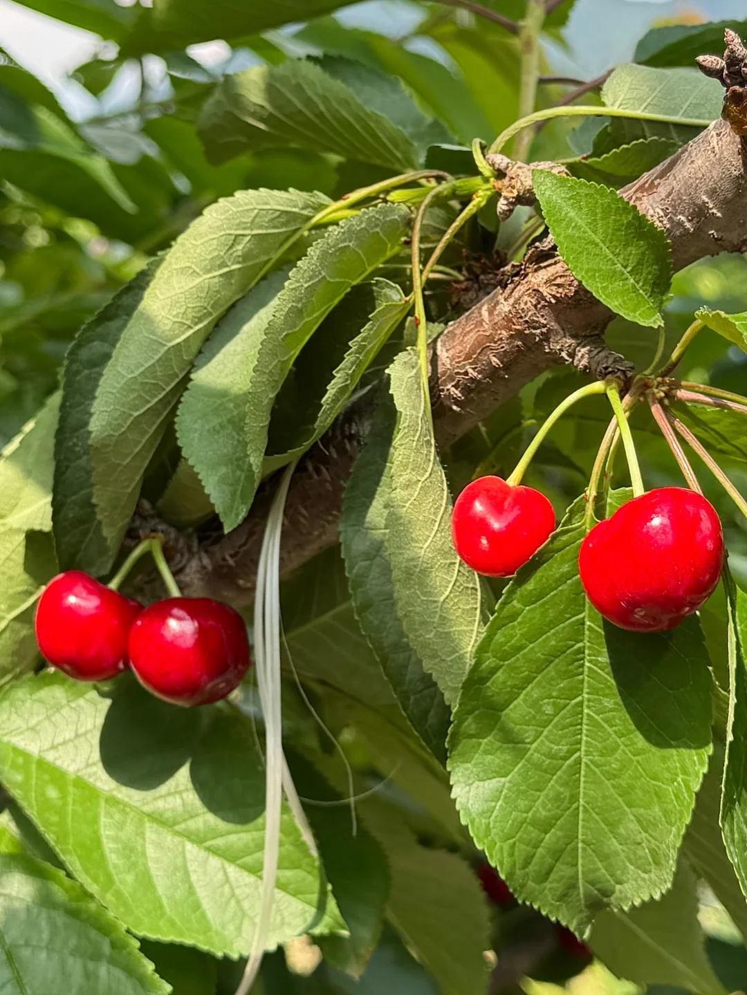플리츠 팬츠 4