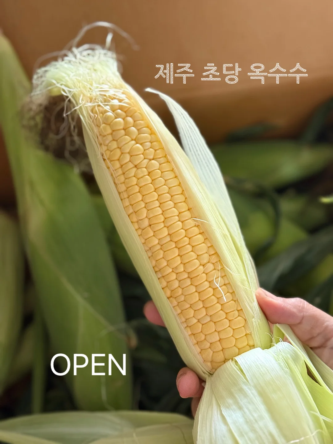 보름달 강아지케이크 1