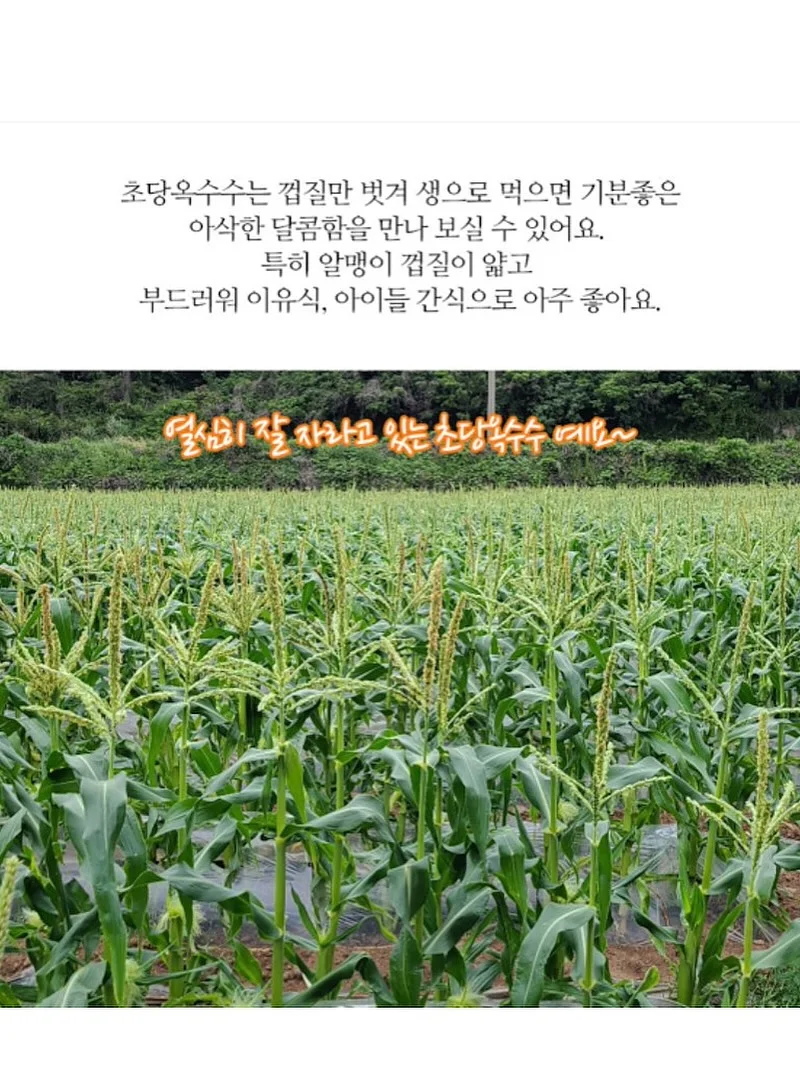 보름달 강아지케이크 14