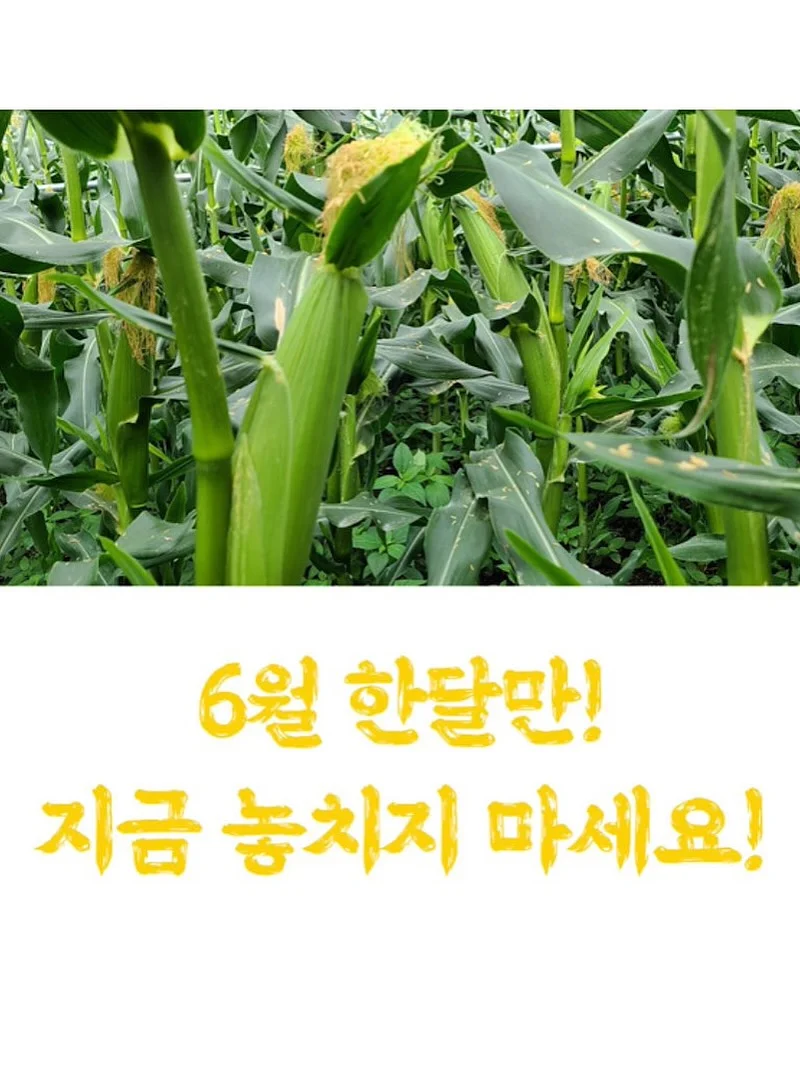 보름달 강아지케이크 16