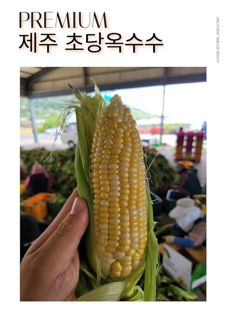 보름달 강아지케이크 3