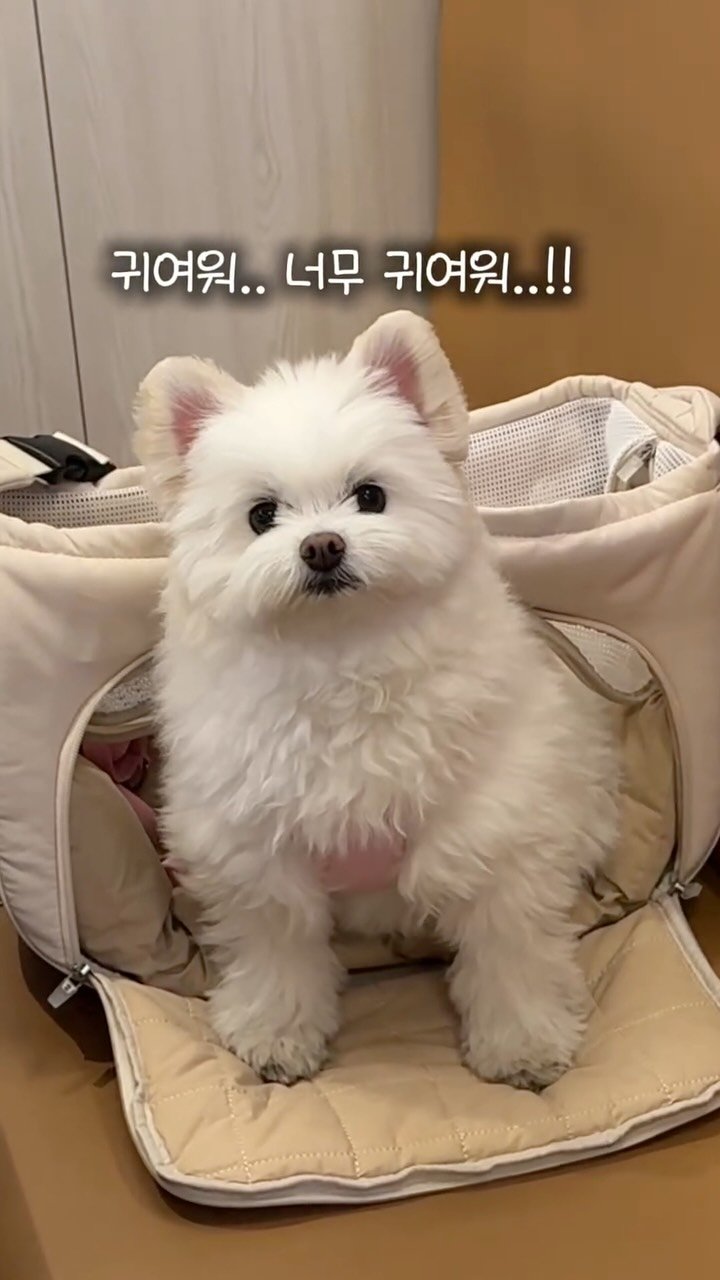 생강빙수
