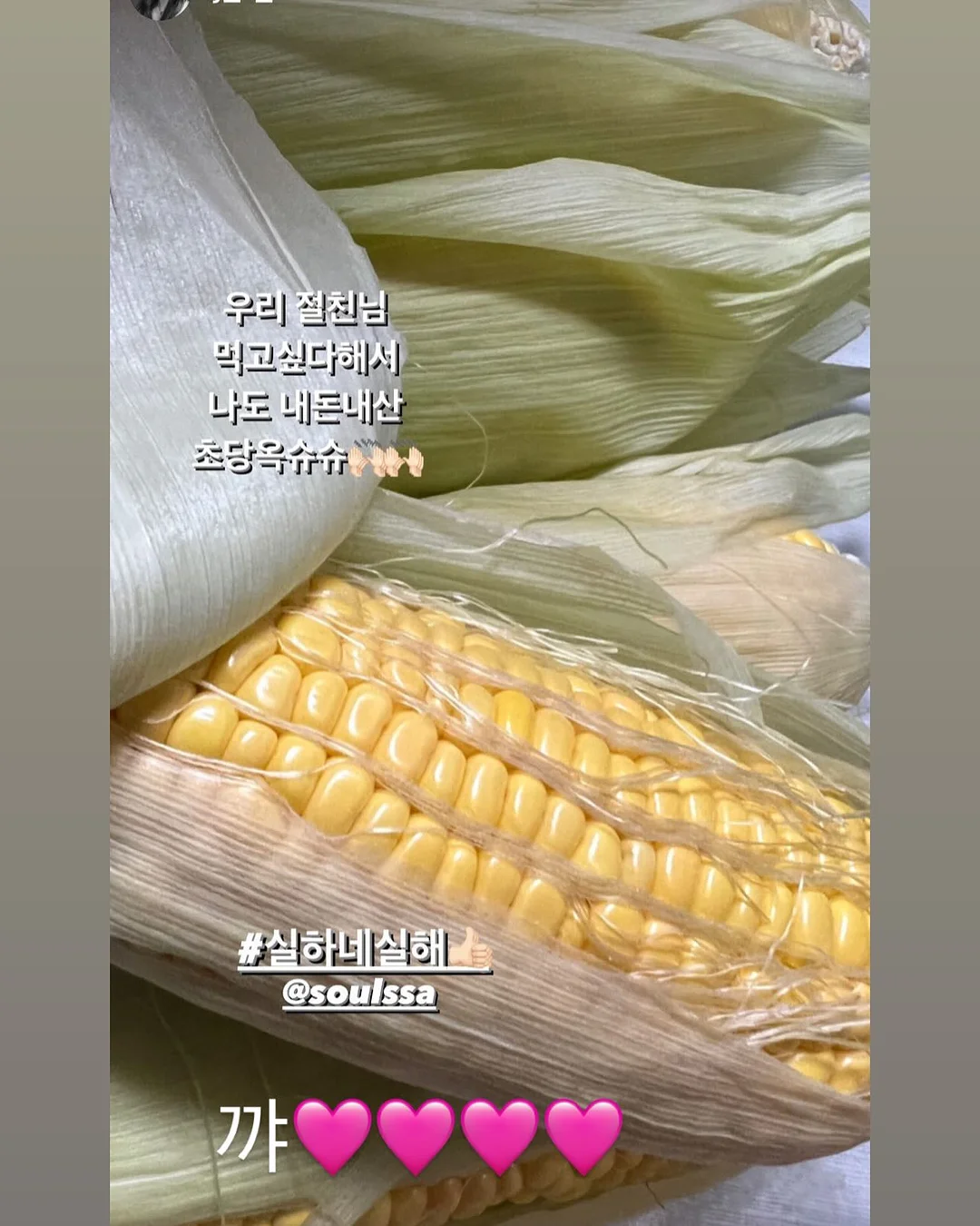 애플망고 묘목 14