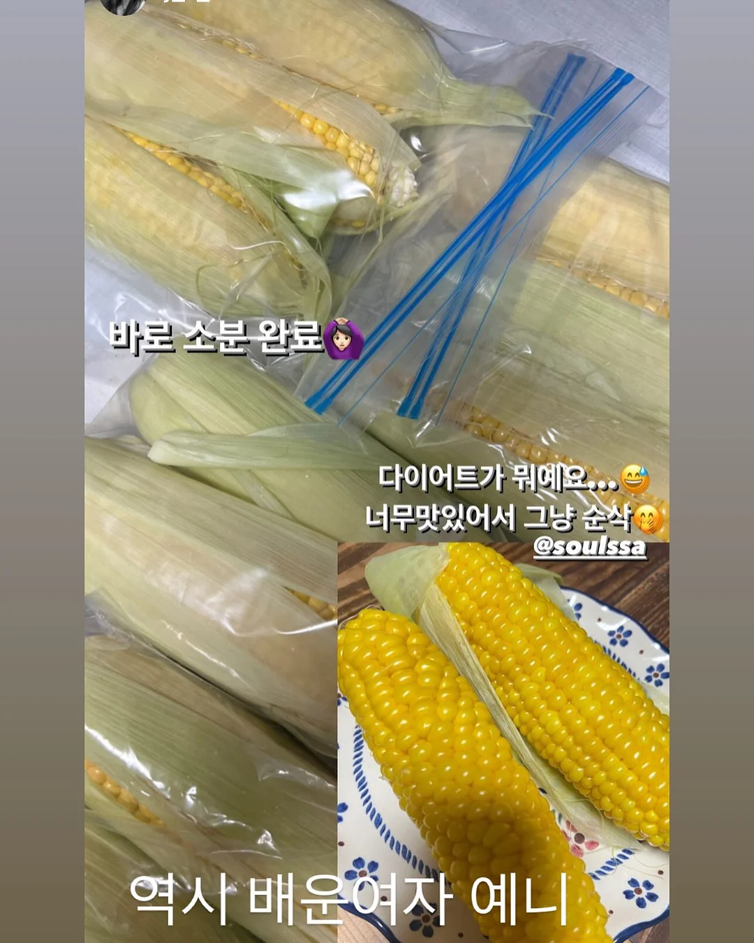 애플망고 묘목 16