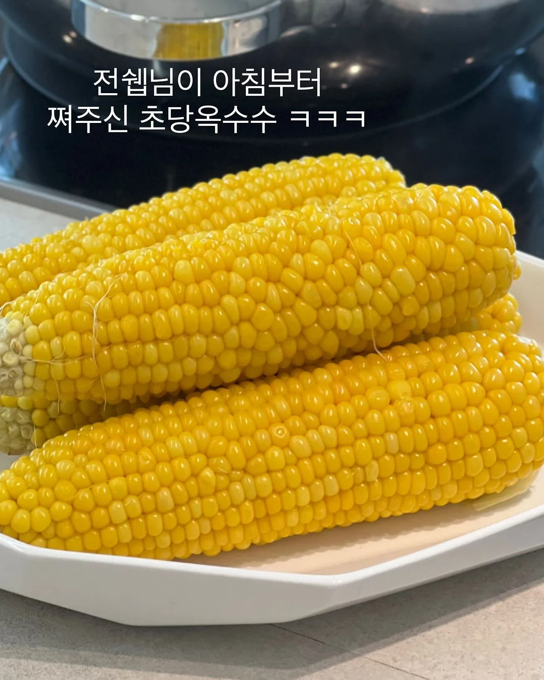 애플망고 묘목 3
