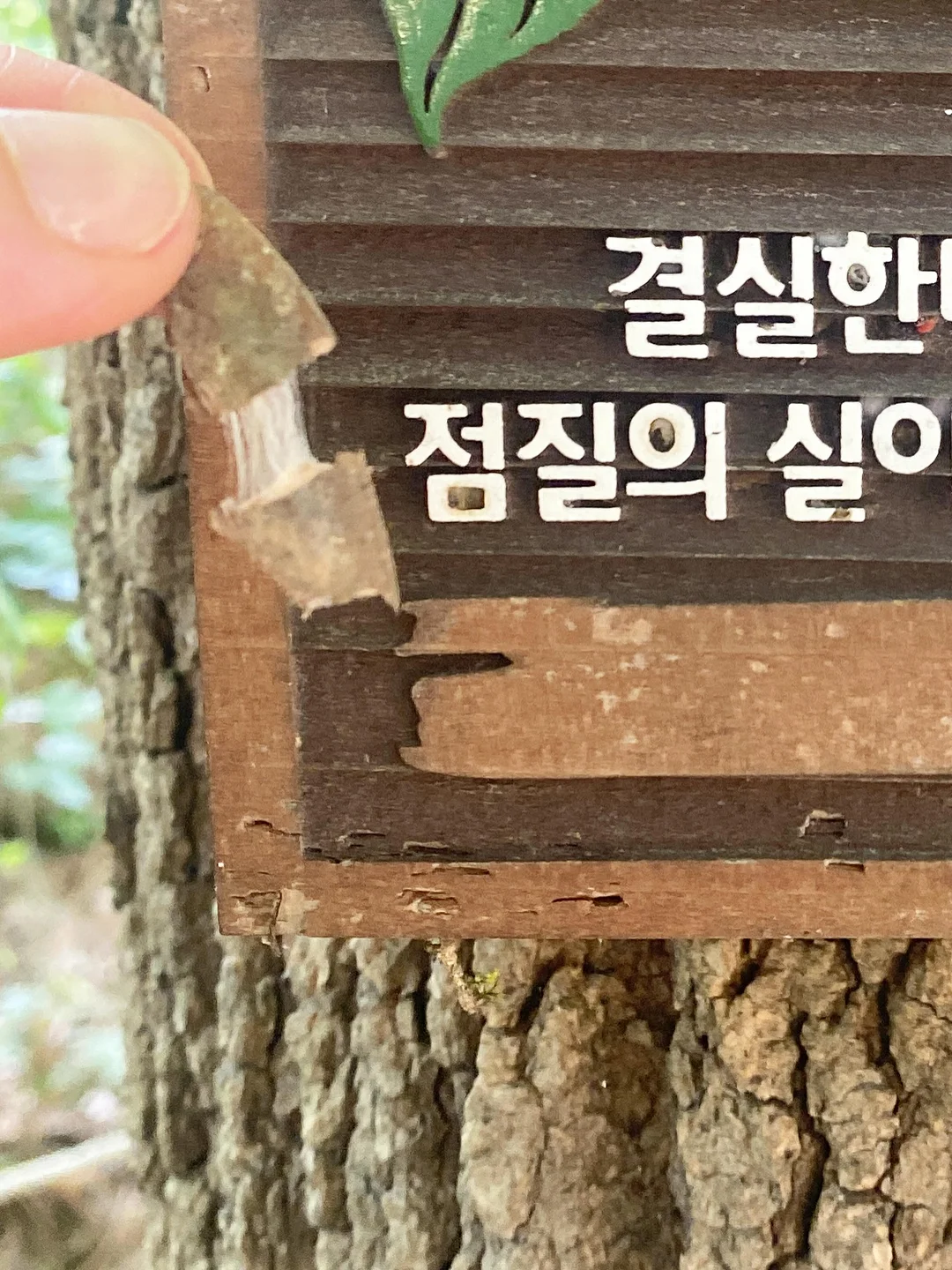 초콜릿 체리 케이크 2