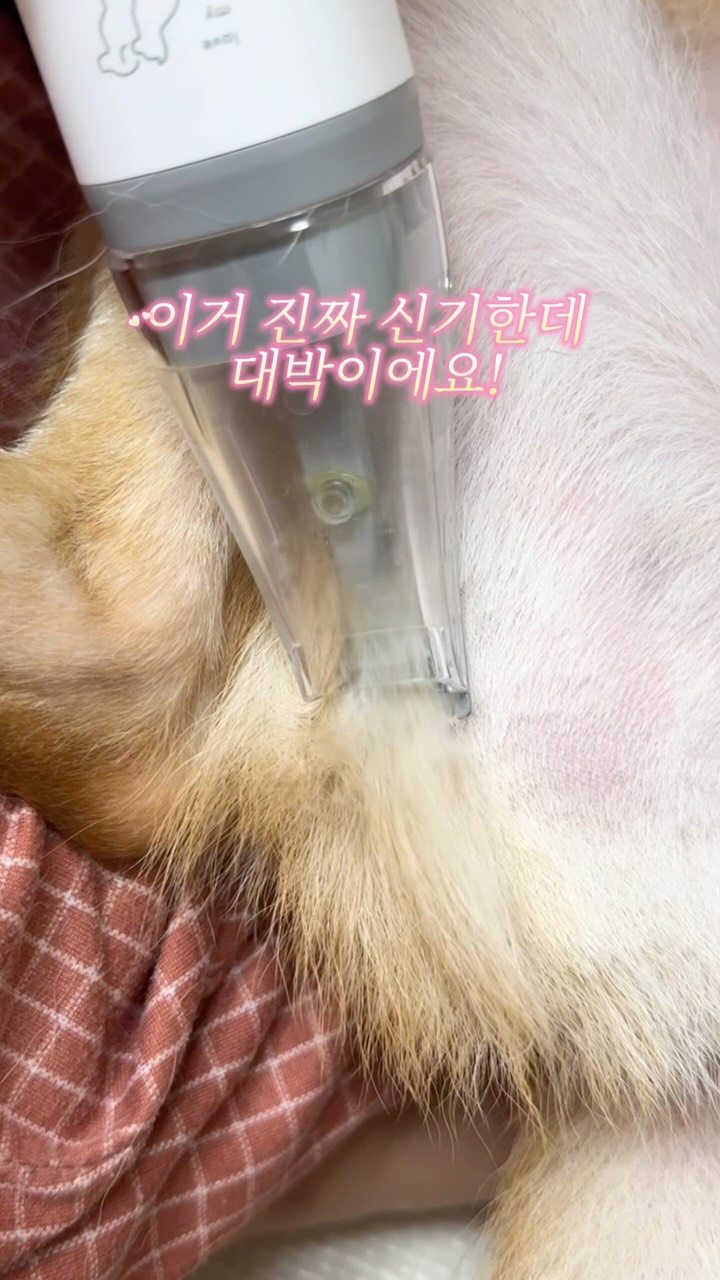 demely 썸머 컬렉션