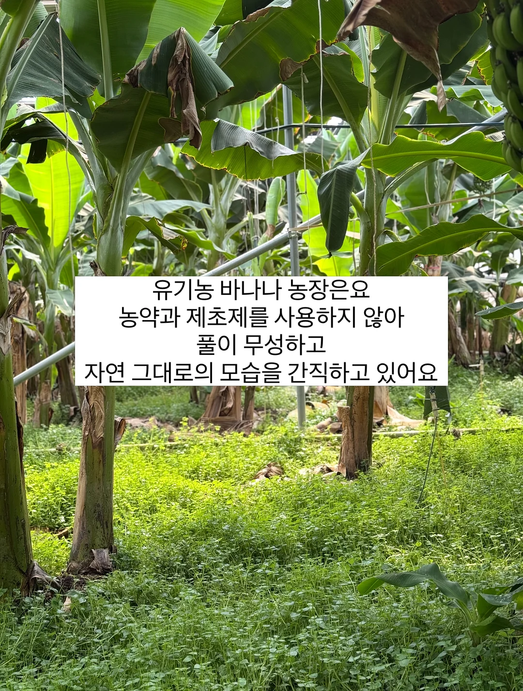 고디바X라부부 마스터피스 초콜릿 3