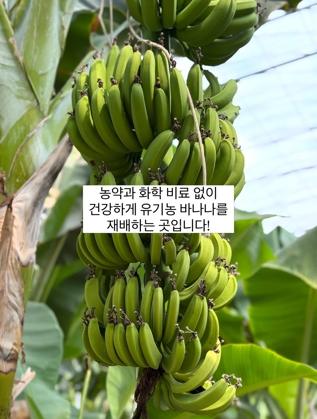 고디바X라부부 마스터피스 초콜릿 4
