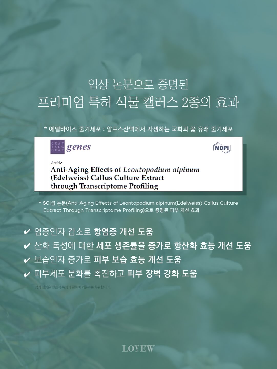 세멘팔트 팩 10